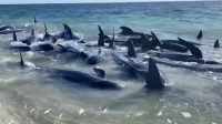或将被迫安乐死 160多头领航鲸在澳洲海滩搁浅
