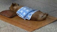 家里的猫 路上的狗 山西午睡文化已经不分物种了