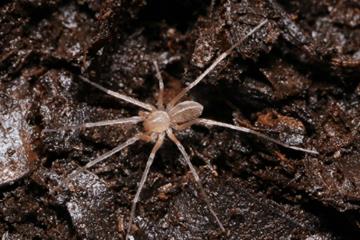 怪猎官推转载分享 国内蜘蛛新物种被命名"奇怪龙"